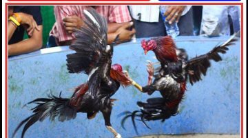 Diduga Berlangsung Setiap Hari, Perjudian Sabung Ayam dan Dadu di Gesing Tuai Sorotan