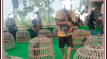 Jombang Darurat Perjudian: Masyarakat Resah, Penegak Hukum Diam Seribu Bahasa